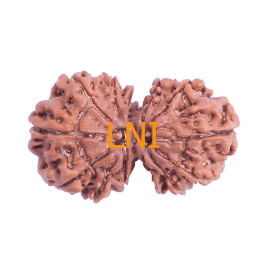 13 Mukhi Gauri Shankar Rudraksha Size: 35.17 mm (Certified) image