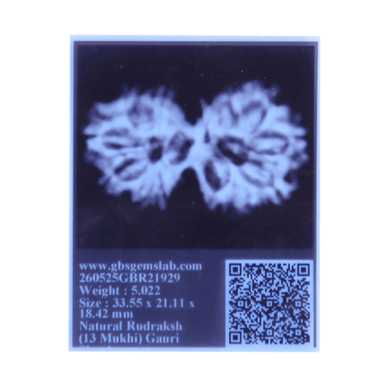 13 Mukhi Gauri Shankar Rudraksha Size: 35.17 mm (Certified) image