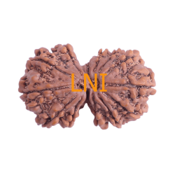 13 Mukhi Gauri Shankar Rudraksha Size:34.07 mm (Certified)