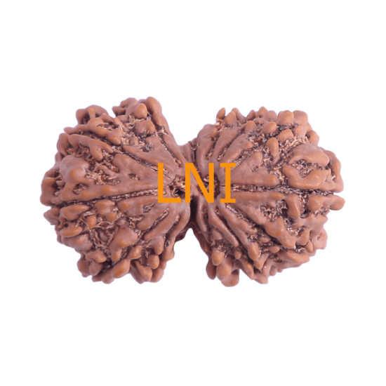 13 Mukhi Gauri Shankar Rudraksha Size:36.01 mm (Certified) image
