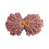 13 Mukhi Gauri Shankar Rudraksha Size:34.07 mm (Certified)