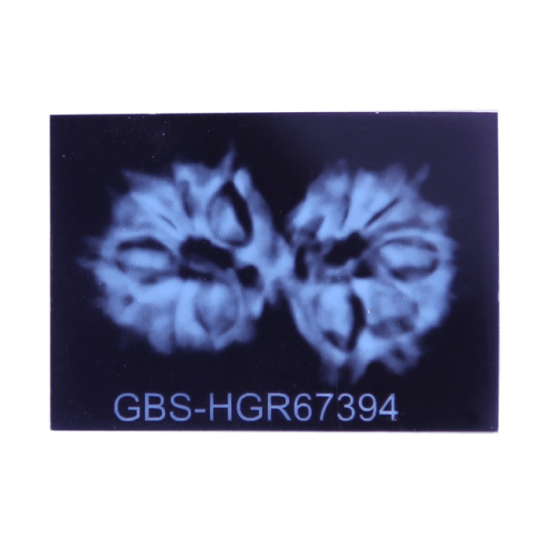 13 Mukhi Gauri Shankar Rudraksha Size:36.01 mm (Certified) image