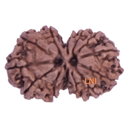 13 Mukhi Gauri Shankar Rudraksha Size: 28.75 mm (Certified)