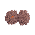 13 Mukhi Gauri Shankar Rudraksha Size: 34.07 mm (Certified)