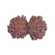 13 Mukhi Gauri Shankar Rudraksha Size: 34.07 mm (Certified)