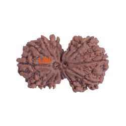 13 Mukhi Gauri Shankar Rudraksha Size: 34.07 mm (Certified)
