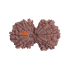 13 Mukhi Gauri Shankar Rudraksha Size: 34.07 mm (Certified)