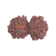 13 Mukhi Gauri Shankar Rudraksha Size: 34.07 mm (Certified) image