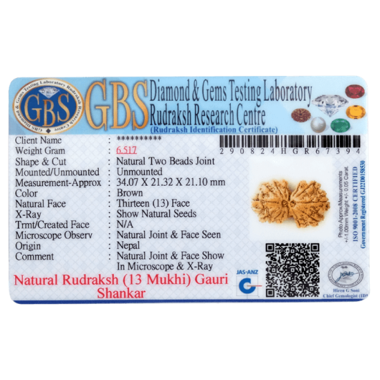 13 Mukhi Gauri Shankar Rudraksha Size: 34.07 mm (Certified) image