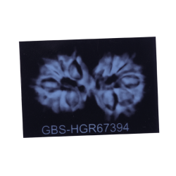 13 Mukhi Gauri Shankar Rudraksha Size: 34.07 mm (Certified)