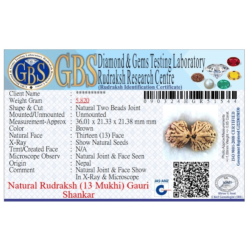 13 Mukhi Gauri Shankar Rudraksha Size:36.01 mm (Certified)