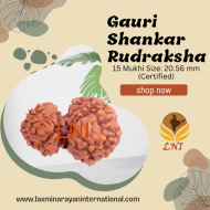 15 Mukhi Gaurishankar Rudraksha Size: 20.56 mm (Certified)