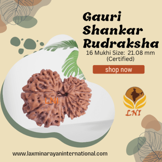 16 Mukhi Gauri Shankar Rudraksha Size: 21.08 mm (Certified)