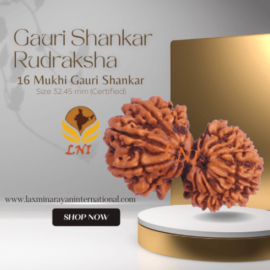 16 Mukhi Gauri Shankar Rudraksha Size 32.45 mm (Certified)