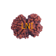 7 Mukhi Gauri Shankar Rudraksha Size 21.16 mm (Certified)