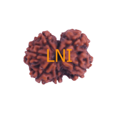 7 Mukhi Gauri Shankar Rudraksha Size 21.16 mm (Certified)