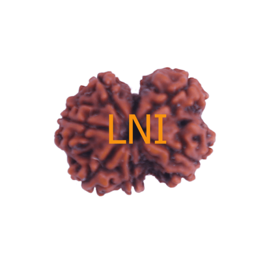 7 Mukhi Gauri Shankar Rudraksha Size 30.10 mm (Certified) Higher Rudraksha, Buy Gauri Shankar Rudraksha, 5 to 13 Mukhi Gauri Shankar (Nepal) image