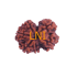 7 Mukhi Gauri Shankar Rudraksha Size 21.16 mm (Certified)