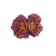 7 Mukhi Gauri Shankar Rudraksha Size 30.10 mm (Certified) Higher Rudraksha, Buy Gauri Shankar Rudraksha, 5 to 13 Mukhi Gauri Shankar (Nepal) image