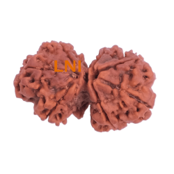 7 Mukhi Gauri Shankar Rudraksha Size 30.10 mm (Certified)