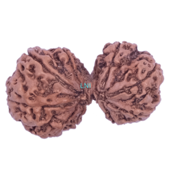 9 Mukhi Gaurishankar Rudraksha Size 36.80 mm (Certified)