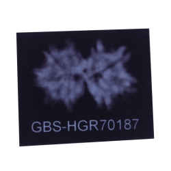 9 Mukhi Gauri Shankar Rudraksha Size: 17.38mm (Certified)