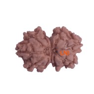 9 Mukhi Gauri Shankar Rudraksha Size: 17.38mm (Certified)