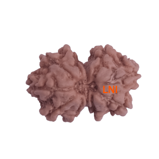 9 Mukhi Gauri Shankar Rudraksha Size: 17.38mm (Certified)