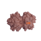9 Mukhi Gauri Shankar Rudraksha Size: 17.38mm (Certified)