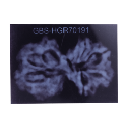 9 Mukhi Gauri Shankar Size: 30.75 mm (Certified)