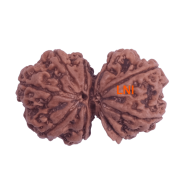 9 Mukhi Gauri Shankar Size: 30.75 mm (Certified)