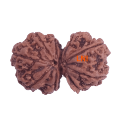 9 Mukhi Gauri Shankar Size: 30.75 mm (Certified)