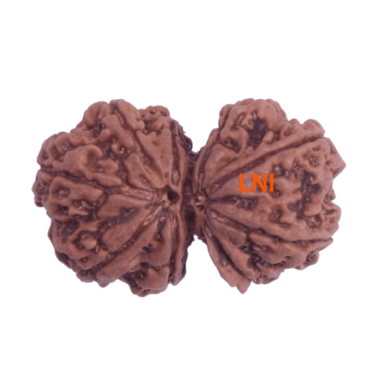 9 Mukhi Gauri Shankar Rudraksha certified natural bead