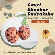 Gauri Shankar Rudraksha Size: 10-13 mm (Certified)