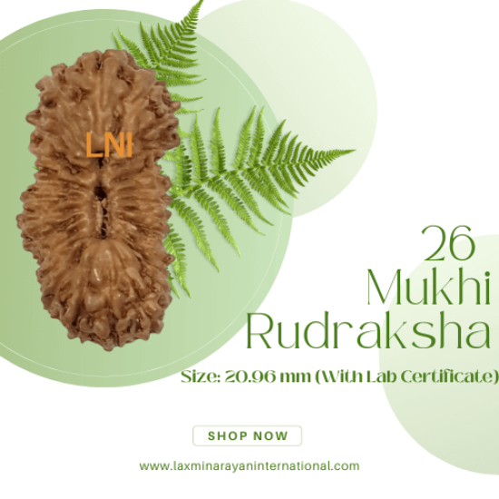 26 Mukhi Rudraksha Size: 20.96 mm (With Lab Certificate)