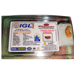 29 Mukhi Rudraksha Size: 18.58mm (Certified)