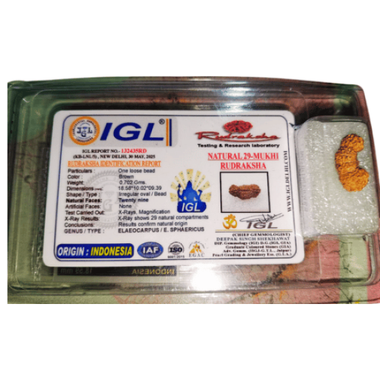 Certified 29 Mukhi Rudraksha – Rare Natural Bead for Spiritual Transformation