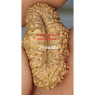 29 Mukhi Rudraksha Size: 18.58mm (Certified)