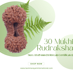 30 Mukhi Rudraksha Size: 26.15 mm (With Lab Certificate)