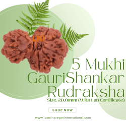 5 Mukhi Gauri Shankar Rudraksha Size: 29.01mm (Certified)