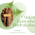 1 Mukhi Ganesha Rudraksha from Indonesia Size 12.61 mm (With Lab Certificate)