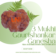 3 Mukhi Gaurishankar Ganesha Rudraksha Size: 12.11 mm (With Lab Certificate)