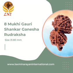 8 Mukhi Gauri Shankar Ganesha Rudraksha Size 31.80 mm (Certified)