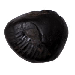 Shaligram Shila 170gms