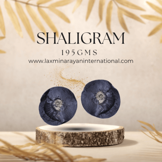 Shaligram Shila 195gms