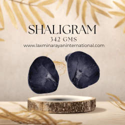 Shaligram shila 342gms