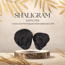 Shaligram shila 560gms