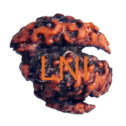 Trijuti Rudraksha 2 Mukhi Size 13.72 mm (Certified)