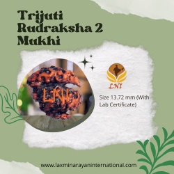 Trijuti Rudraksha 2 Mukhi Size 13.72 mm (Certified)