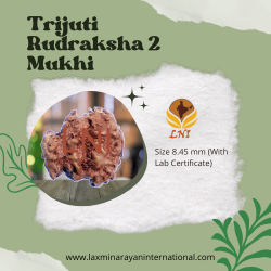 Trijuti Rudraksha 2 Mukhi Size 8.45 mm (Certified)